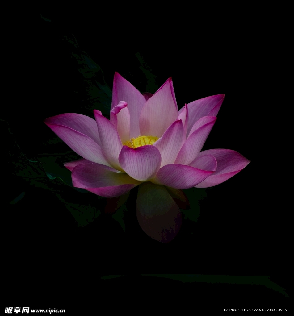睡莲