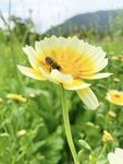 小蜜蜂采花