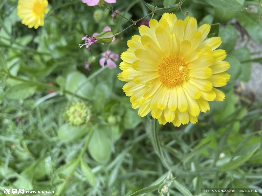 黄花