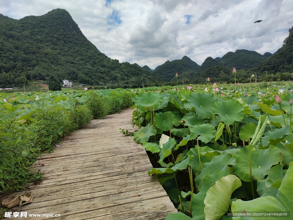 漂亮的乡村荷花大山图