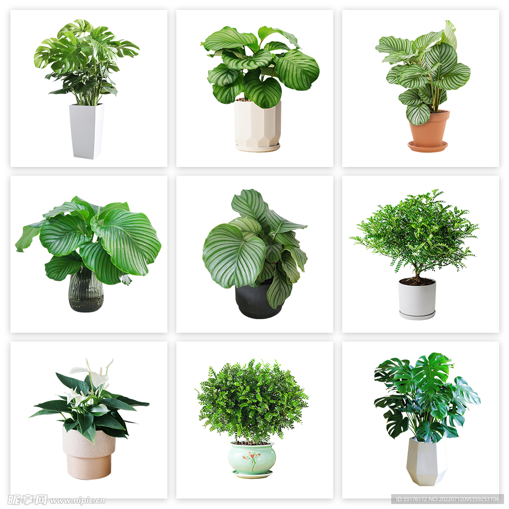 盆栽绿植分层图片