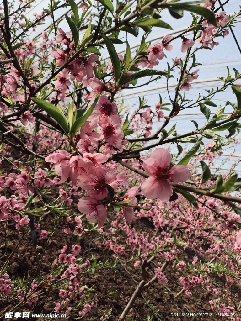 桃花照片