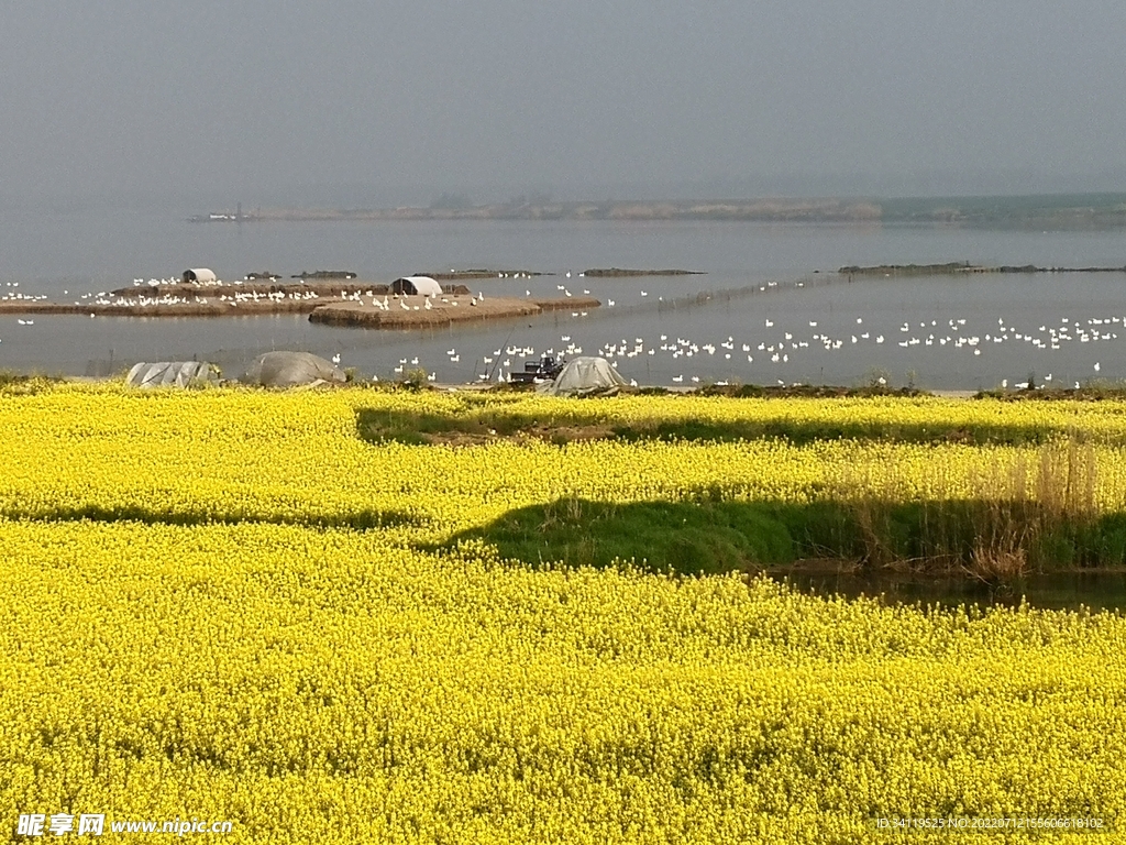 水荡油菜花