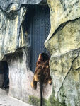 金丝猴