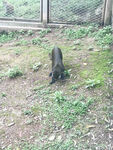 长尾猴