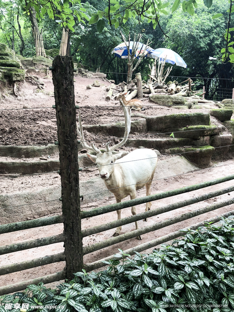 白鹿