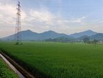 绿野