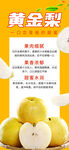 黄金梨