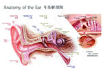 耳朵解剖图