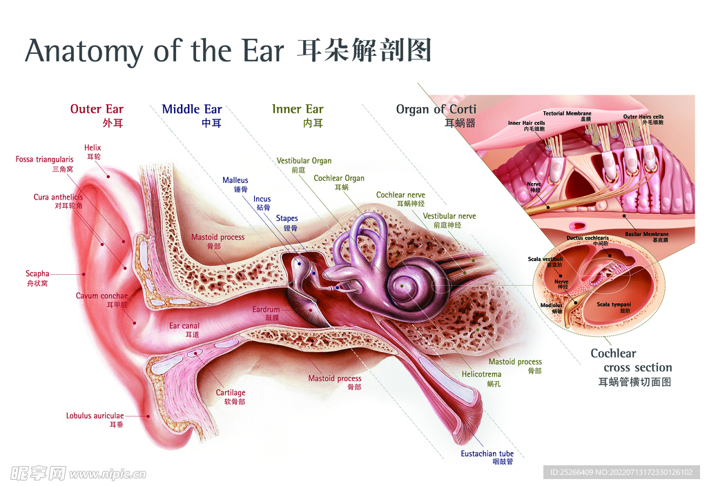 耳朵解剖图