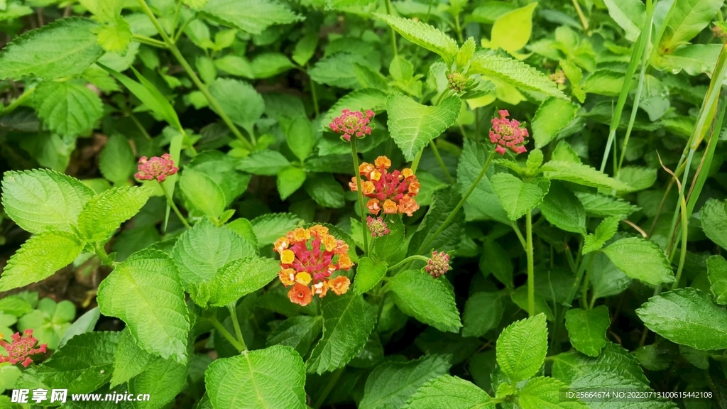 马樱丹花
