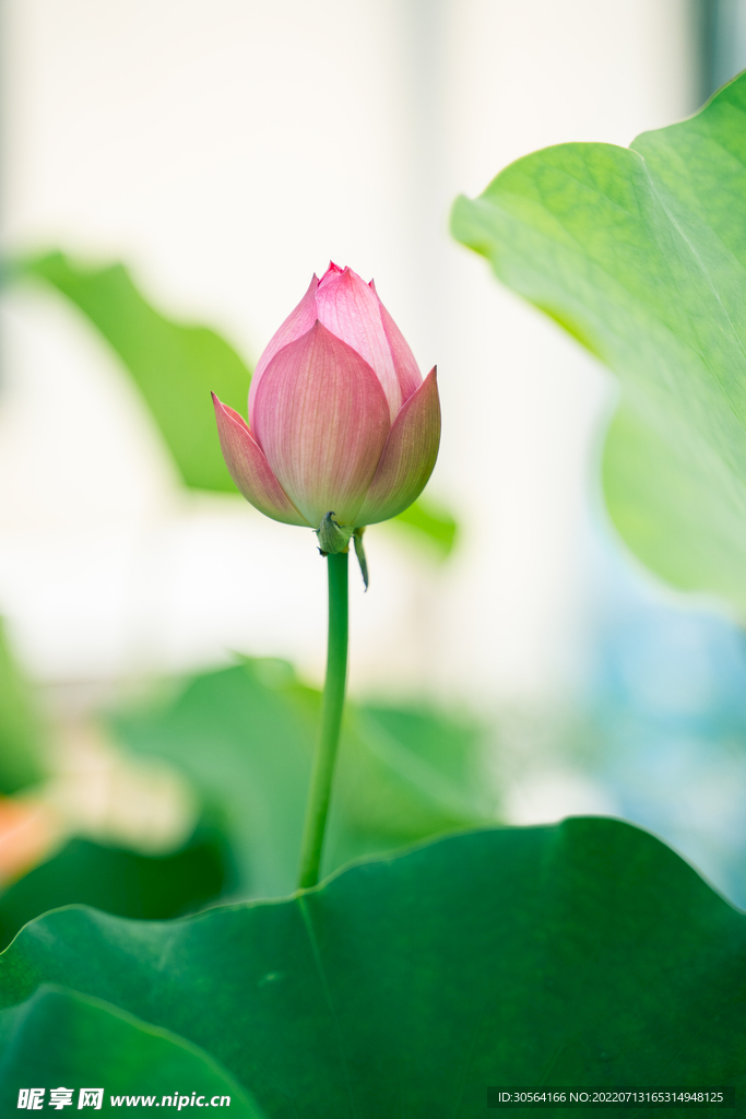 户外夏季荷花花蕾