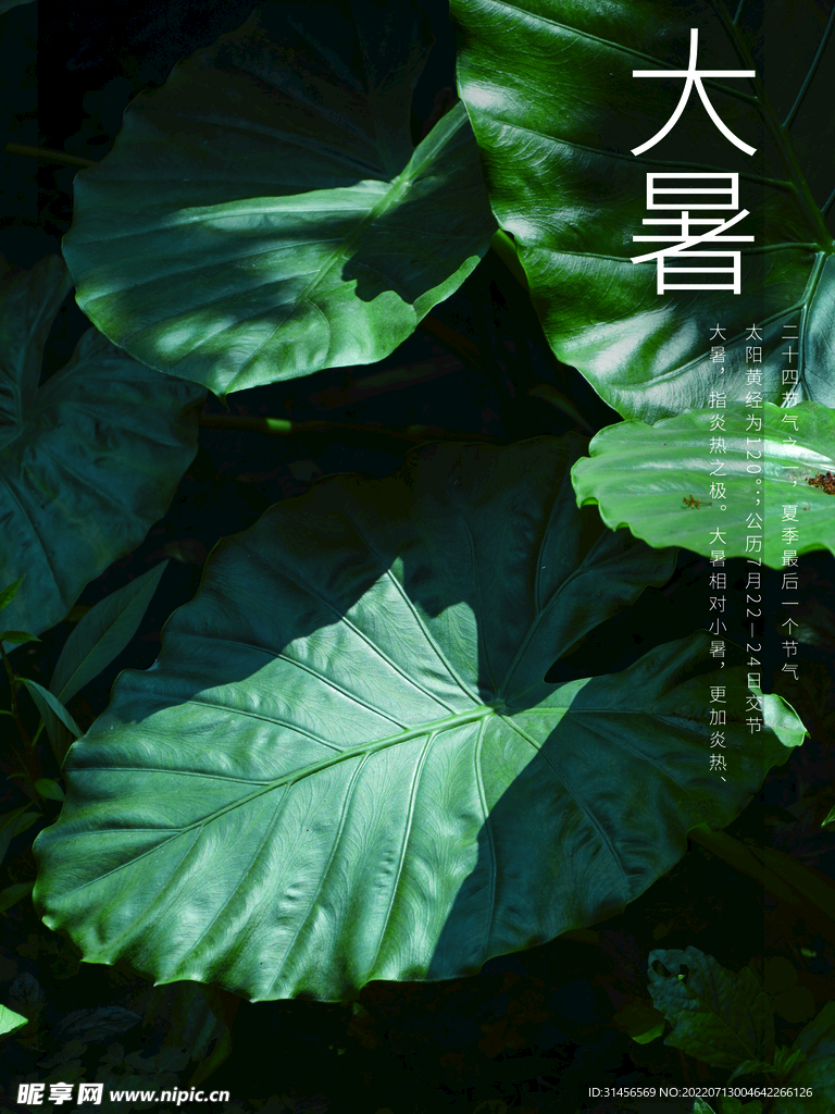 大暑