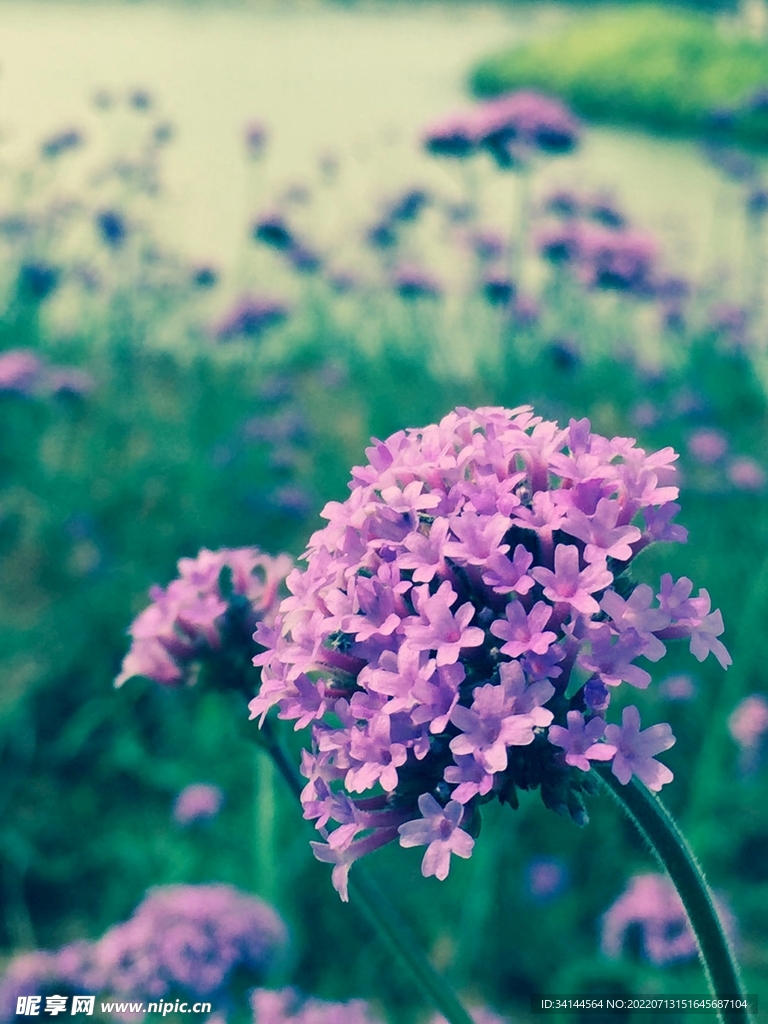 花