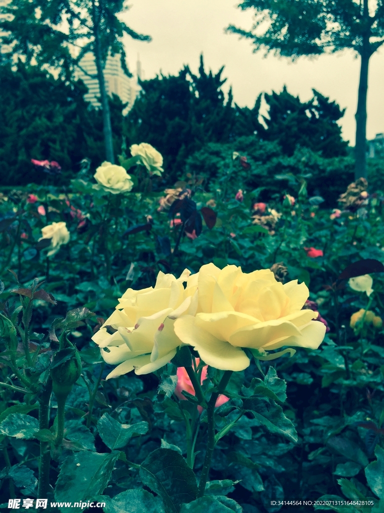 花