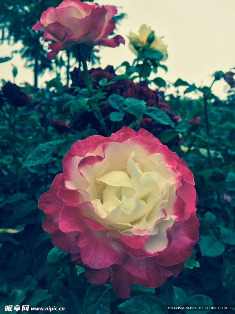 花