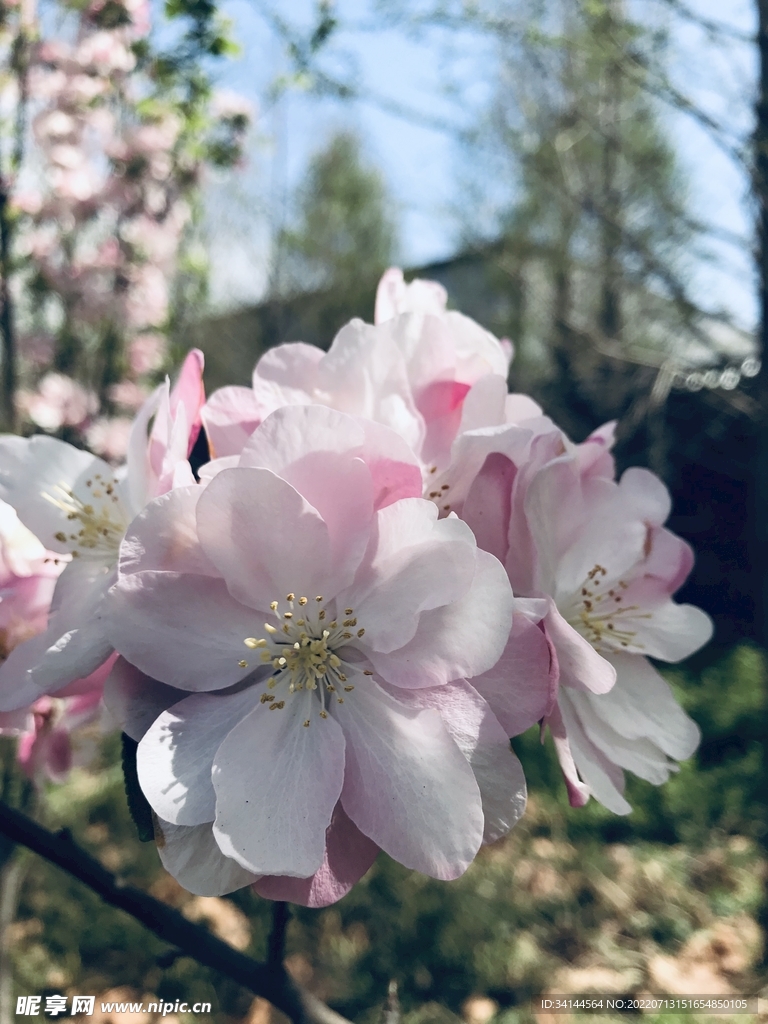 花