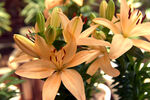 百合花
