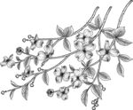 花卉填色图