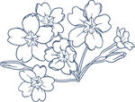 花轮廓 
