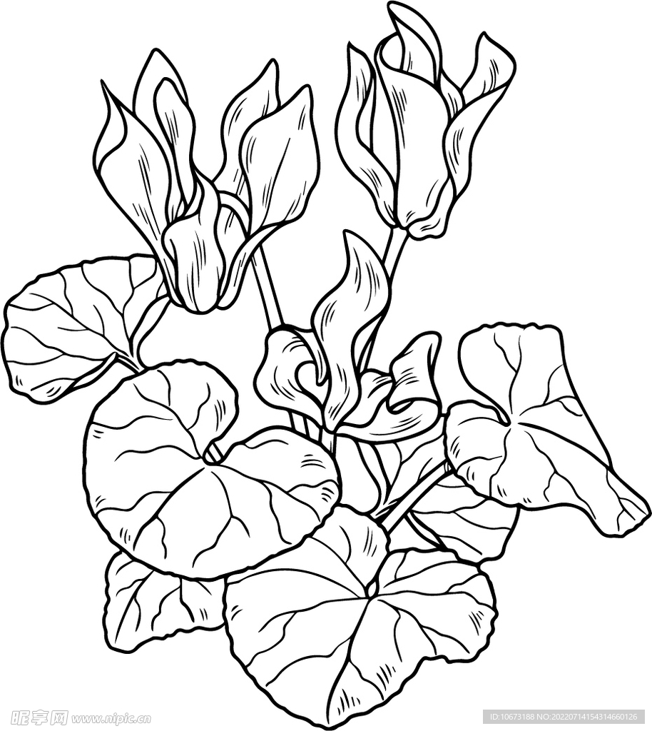 花轮廓