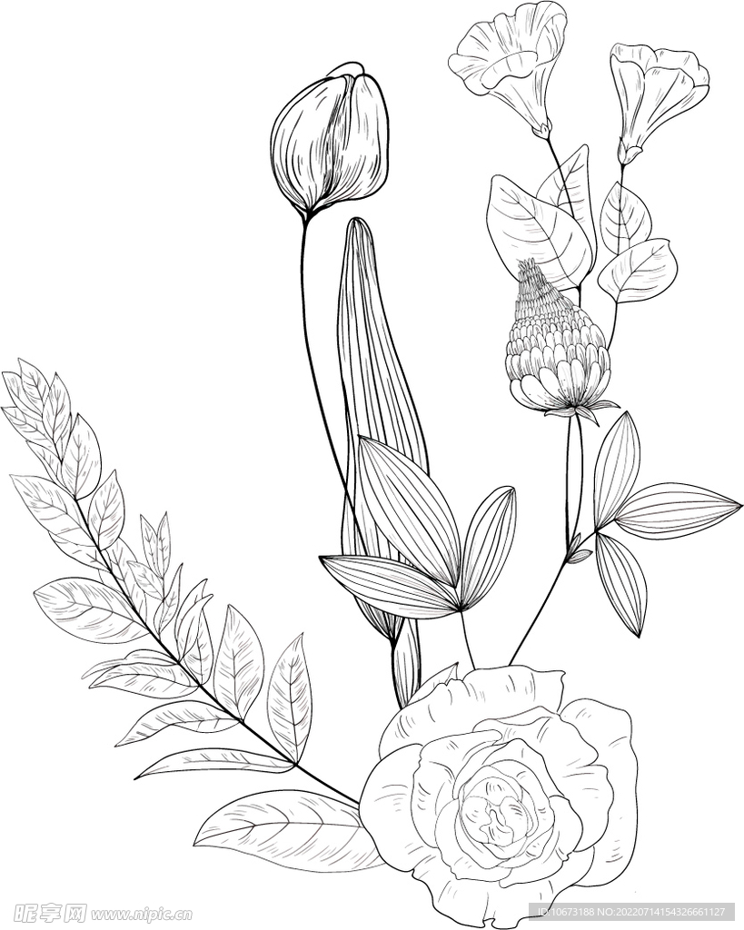 花轮廓