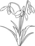 花轮廓