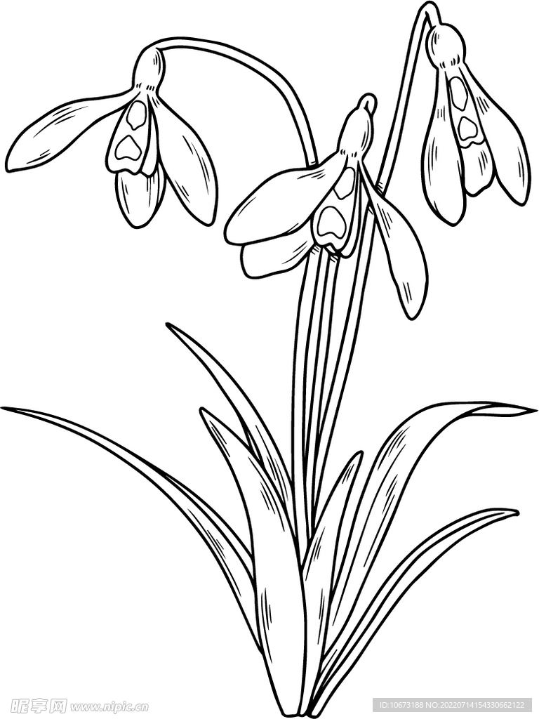 花轮廓