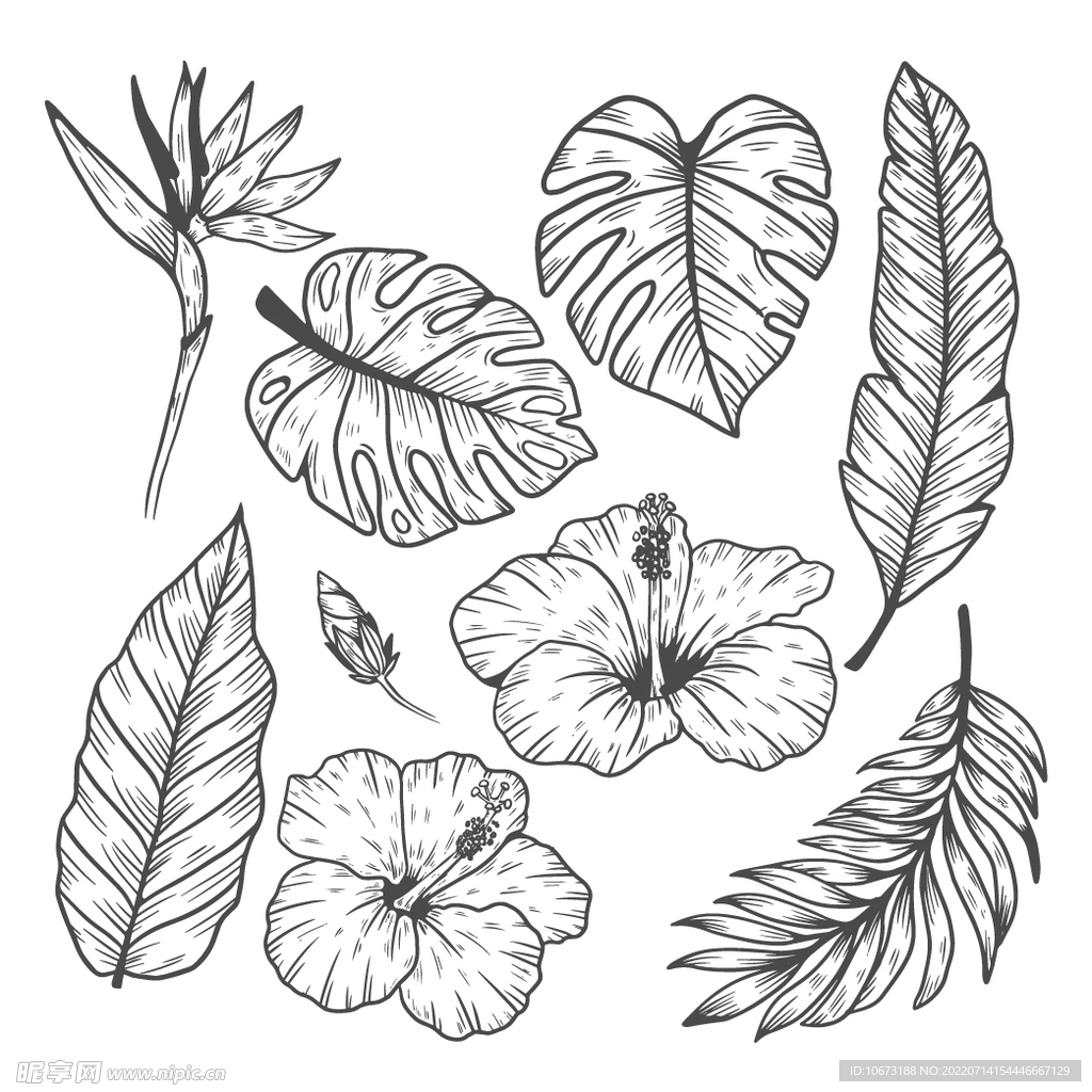花轮廓 