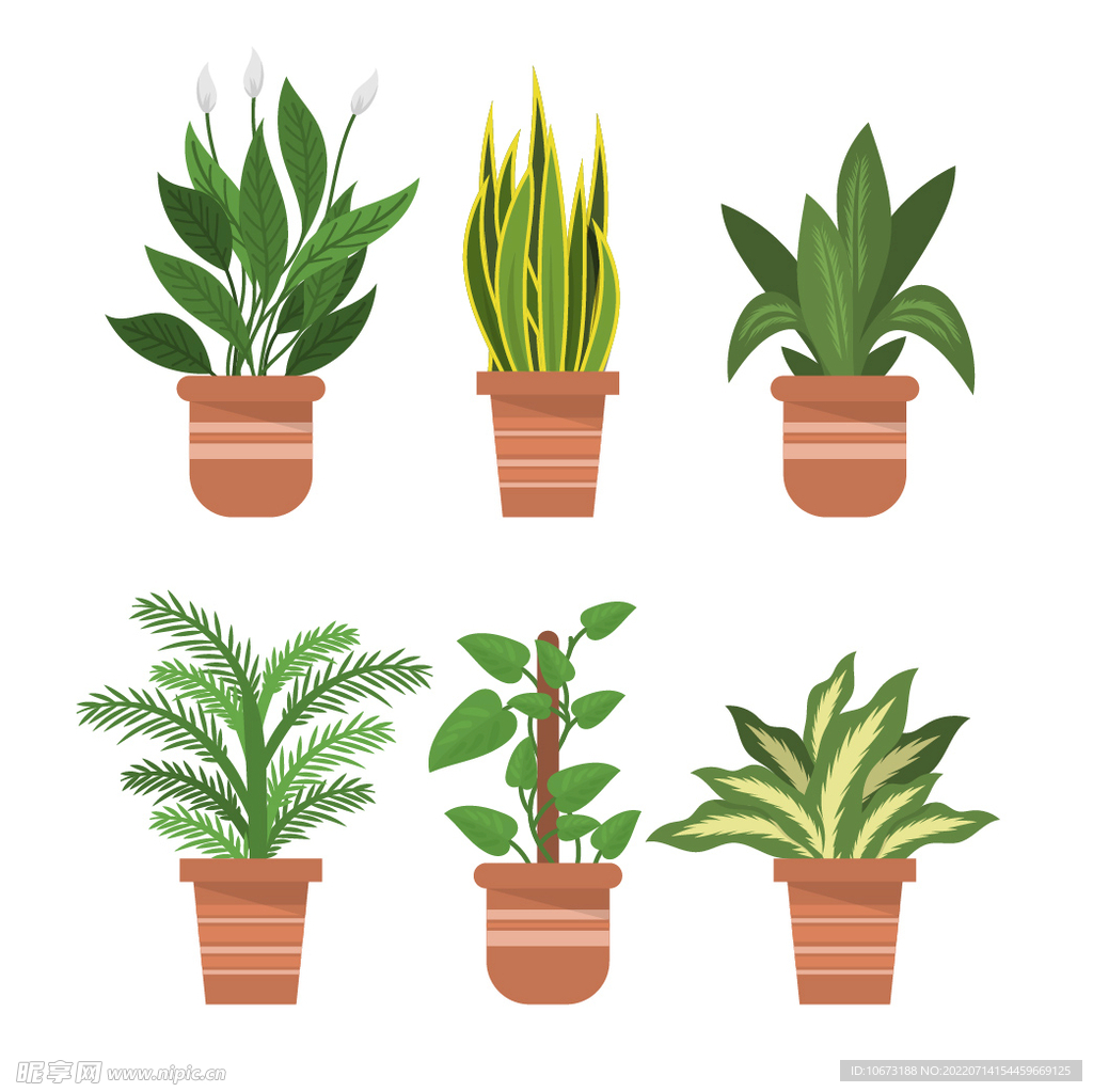 绿色植物 