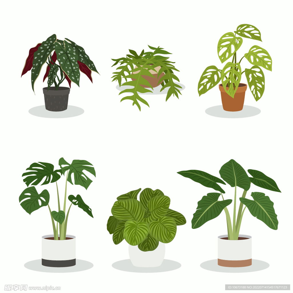 绿色植物 