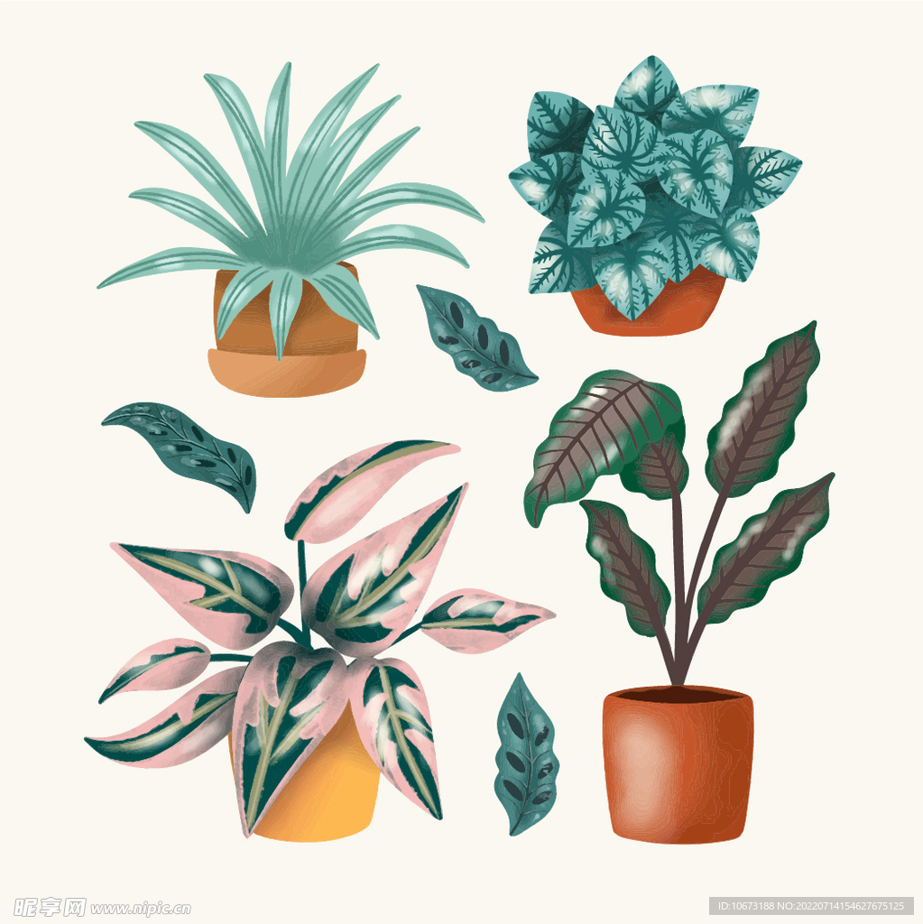 绿色植物 