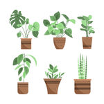 绿色植物