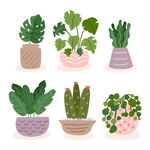 绿色植物