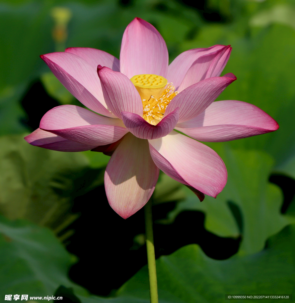 莲花