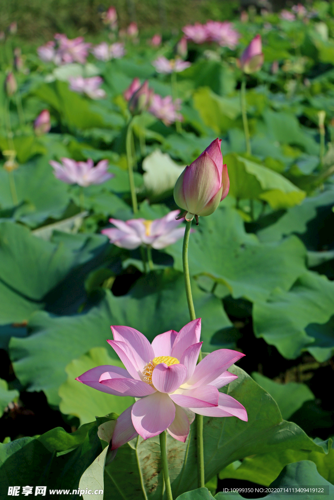 荷花