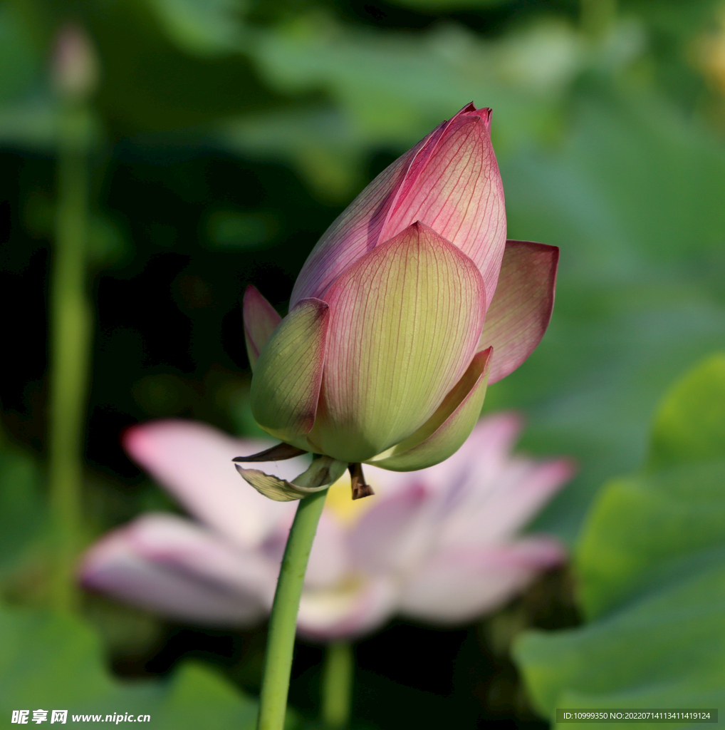 荷花花苞