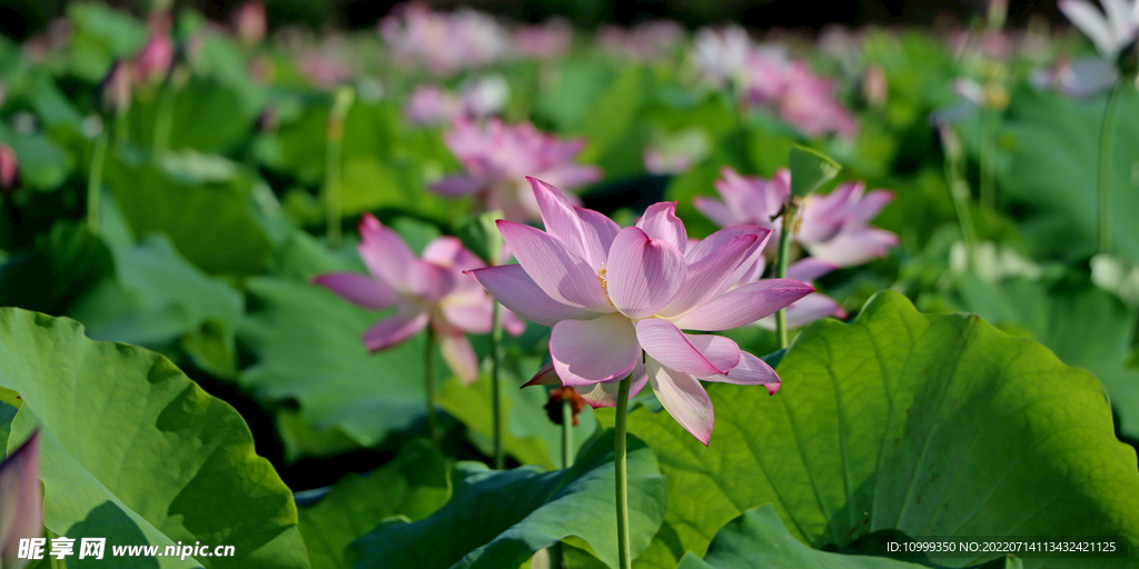 莲花
