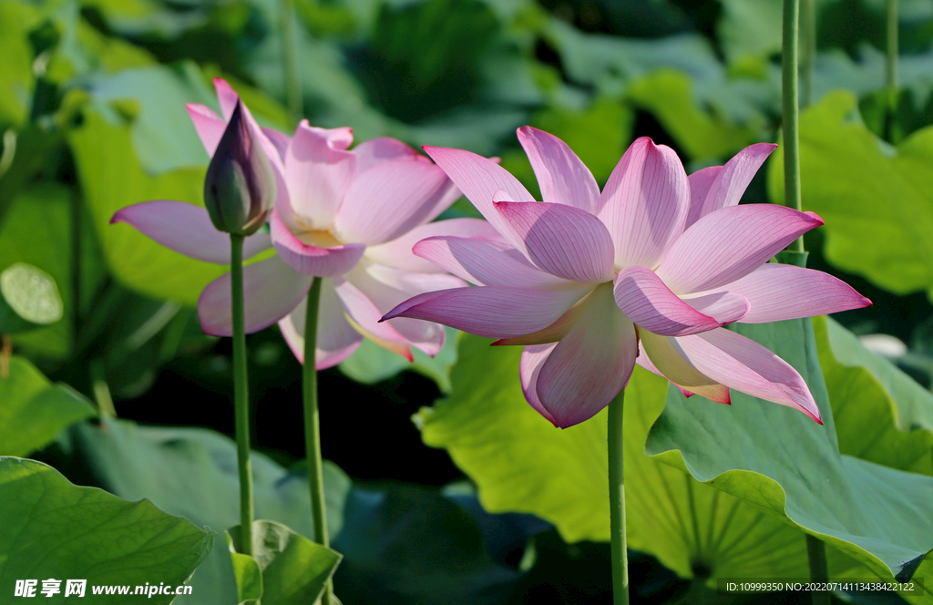 莲花