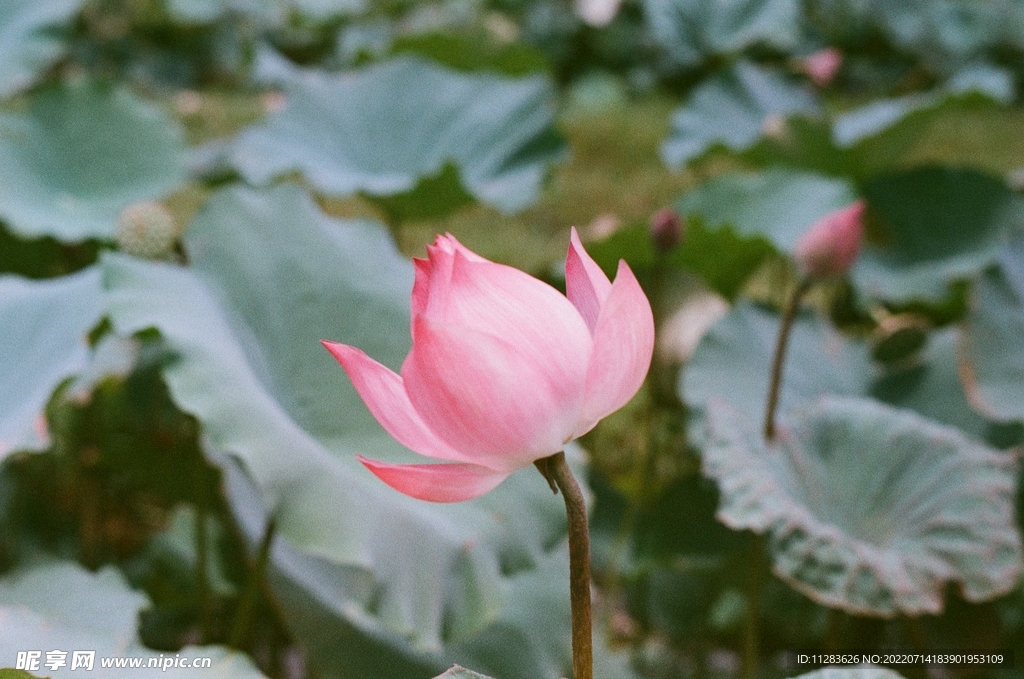 荷花花苞特写