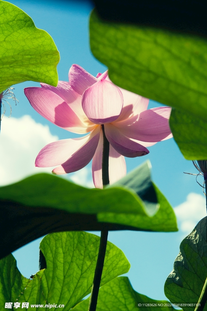 莲花摄影