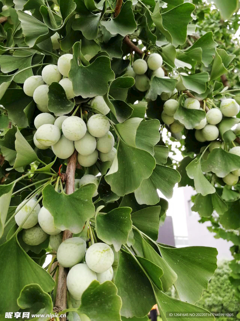 银杏