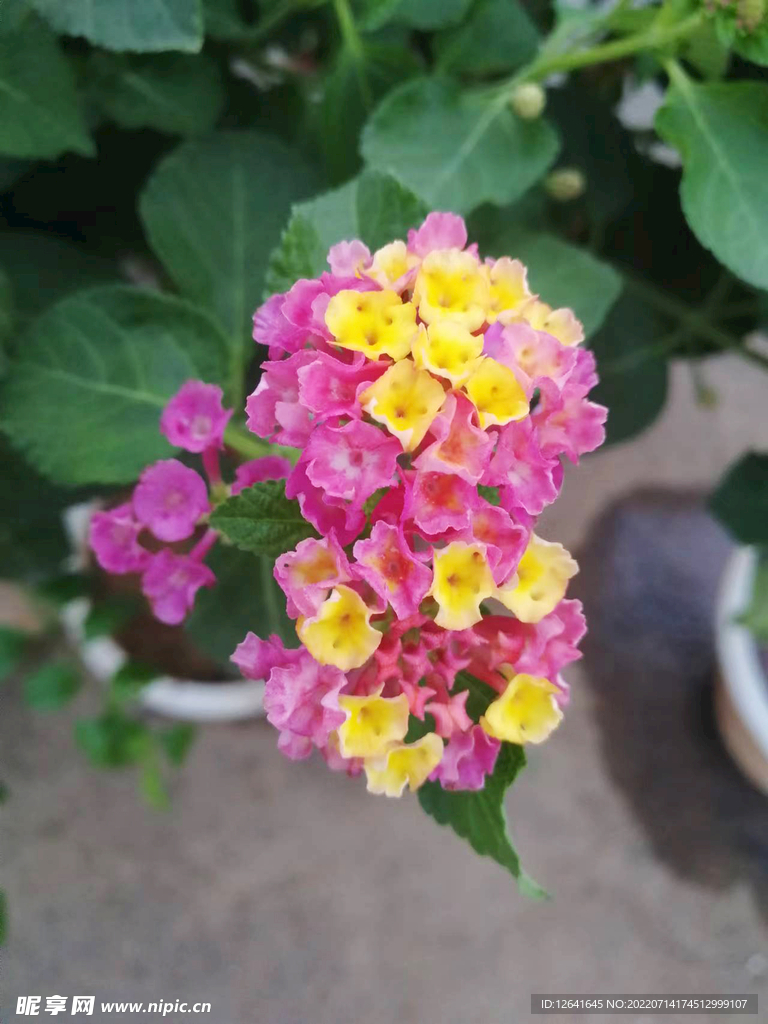 花