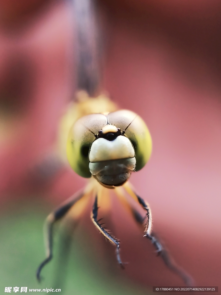 蜻蜓