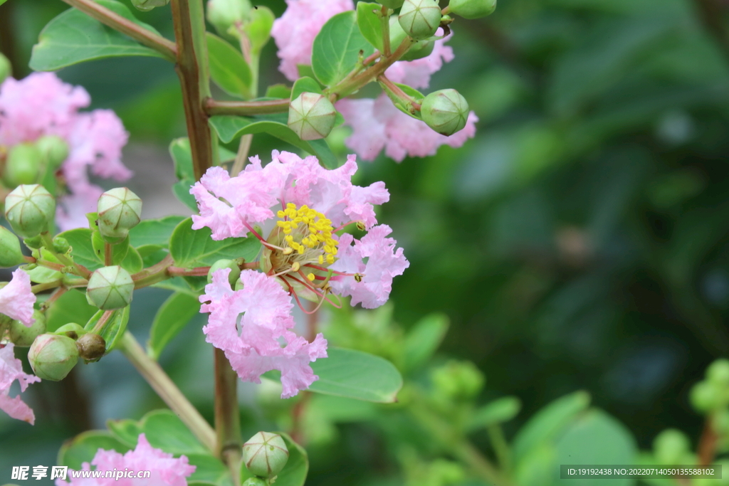 紫薇花 