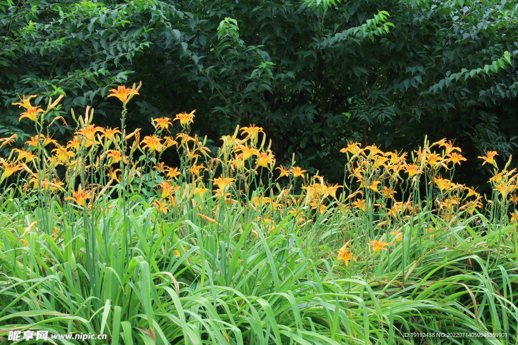 萱草花