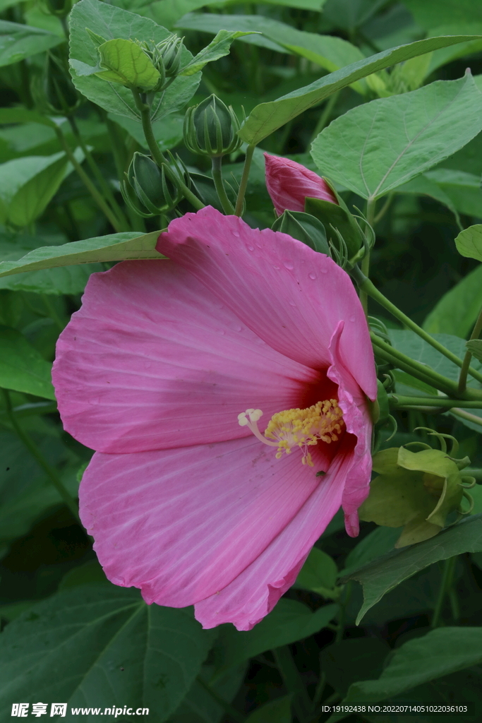 芙蓉葵 