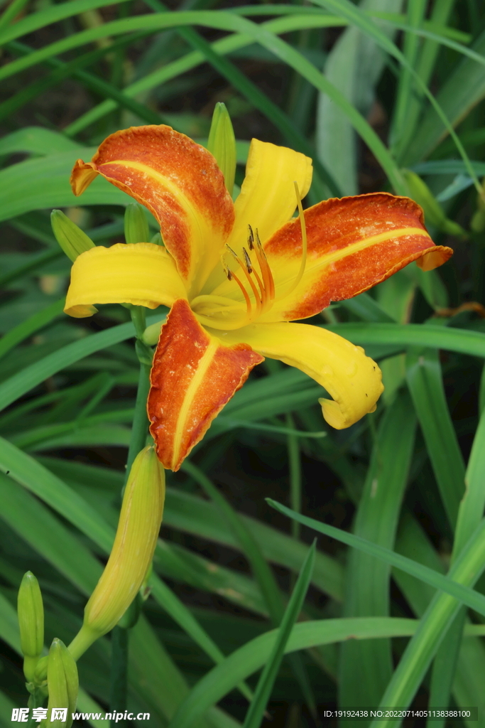 萱草花