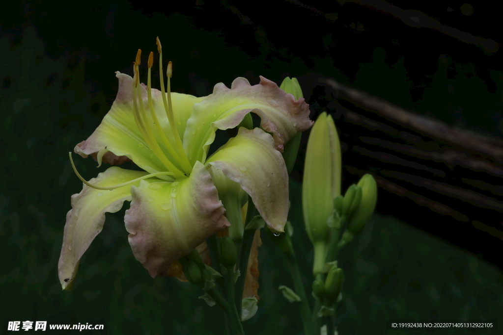 萱草花 