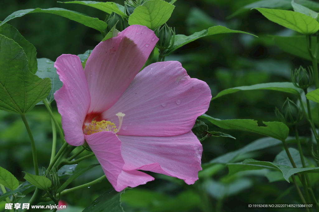 芙蓉葵 